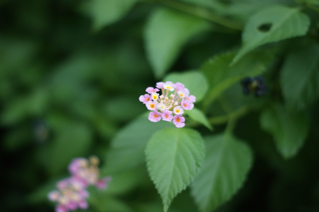 ミントの花？