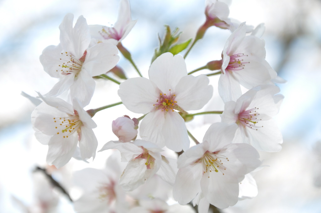 桜