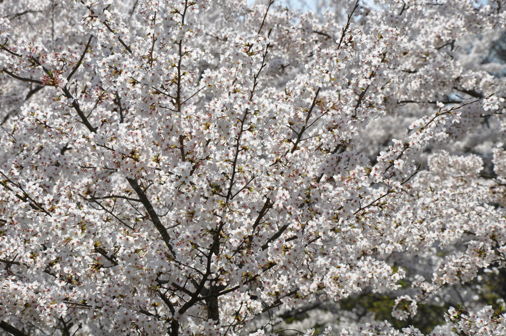 桜