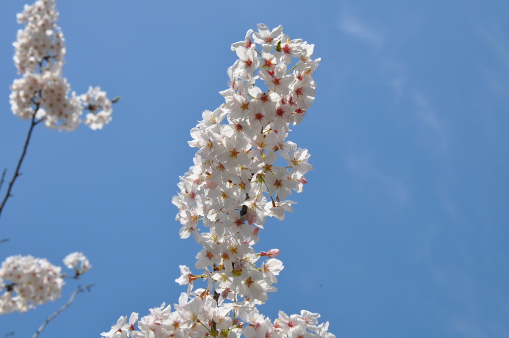 桜