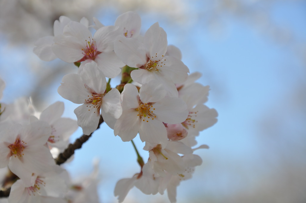 桜