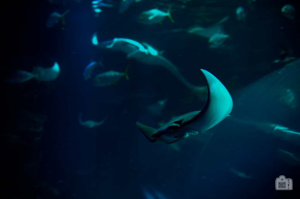 aquarium