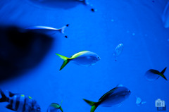 aquarium-8