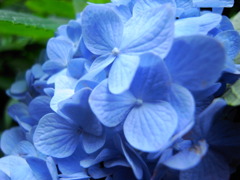 あじさい