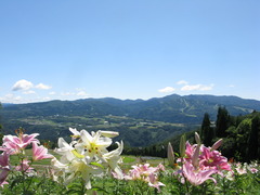 夏の空