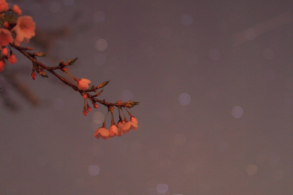 星の一輪桜