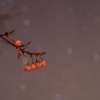 星の一輪桜