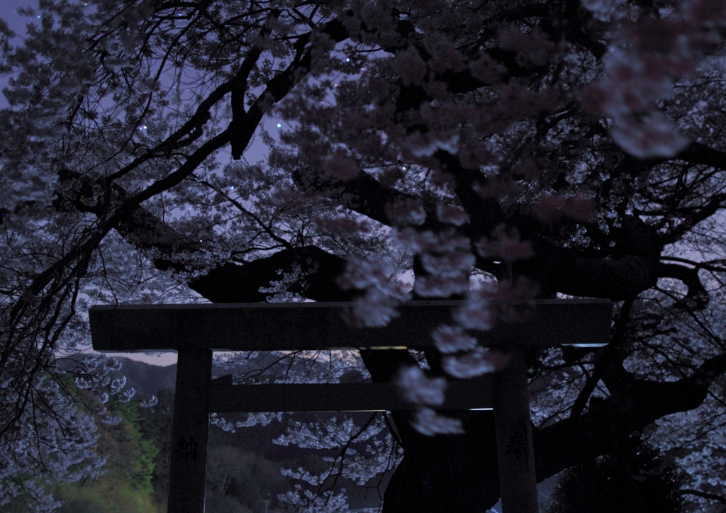 春の夜の和み