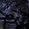 春の夜の和み