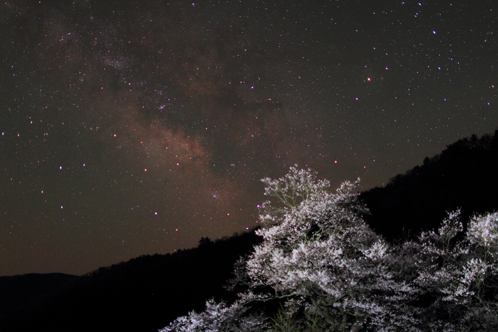 天の桜