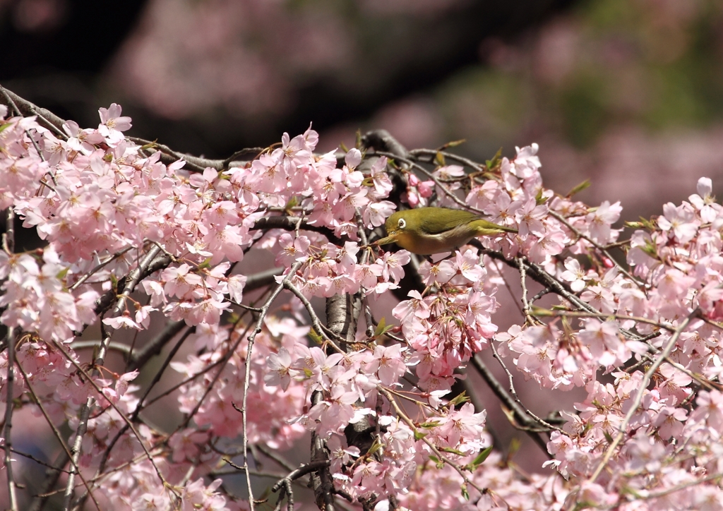 春の蜜
