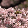 春の蜜