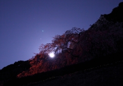 月見桜
