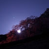 月見桜