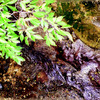 a small stream
