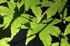 華模様