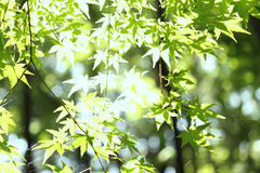 夏！！光葉