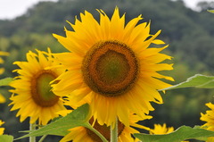 太陽の花