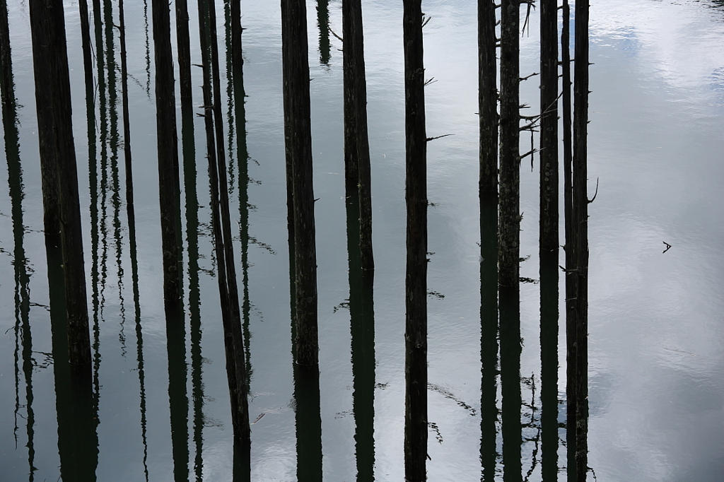 湖底の森