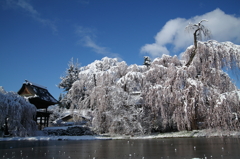 春雪枝垂れ桜