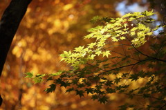 紅葉`10（霊松寺編）