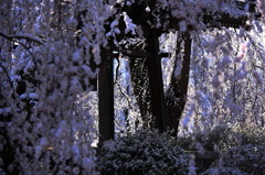 春雪桜