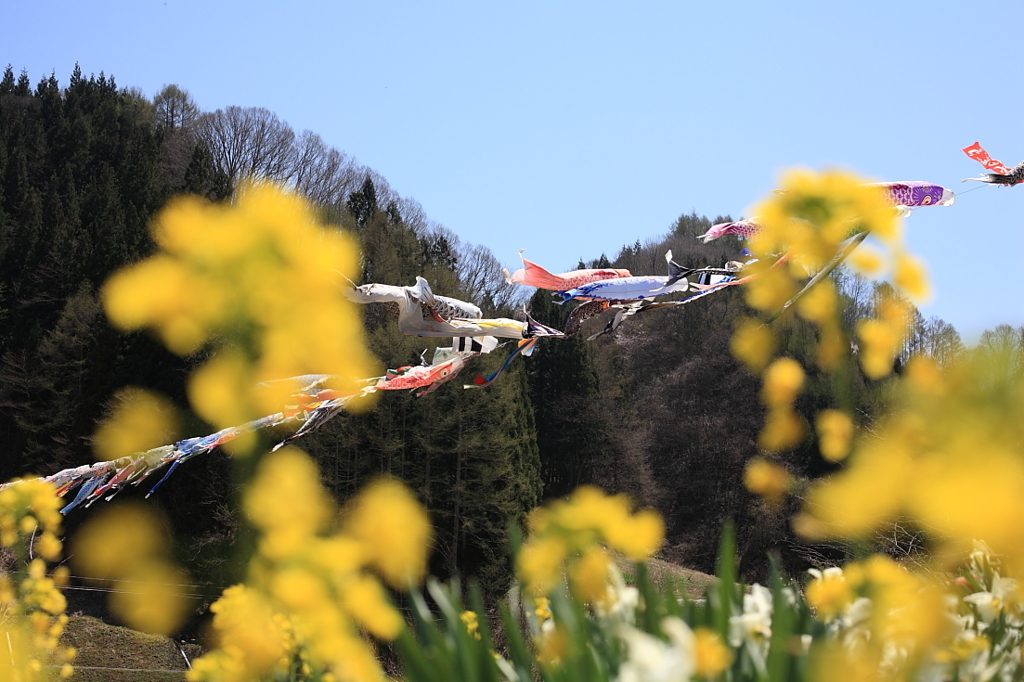 山里の鯉
