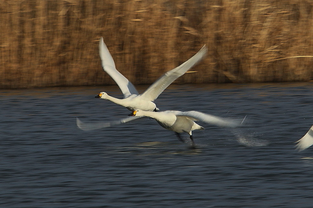 白鳥‘１１