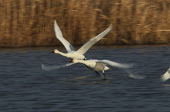 白鳥‘１１