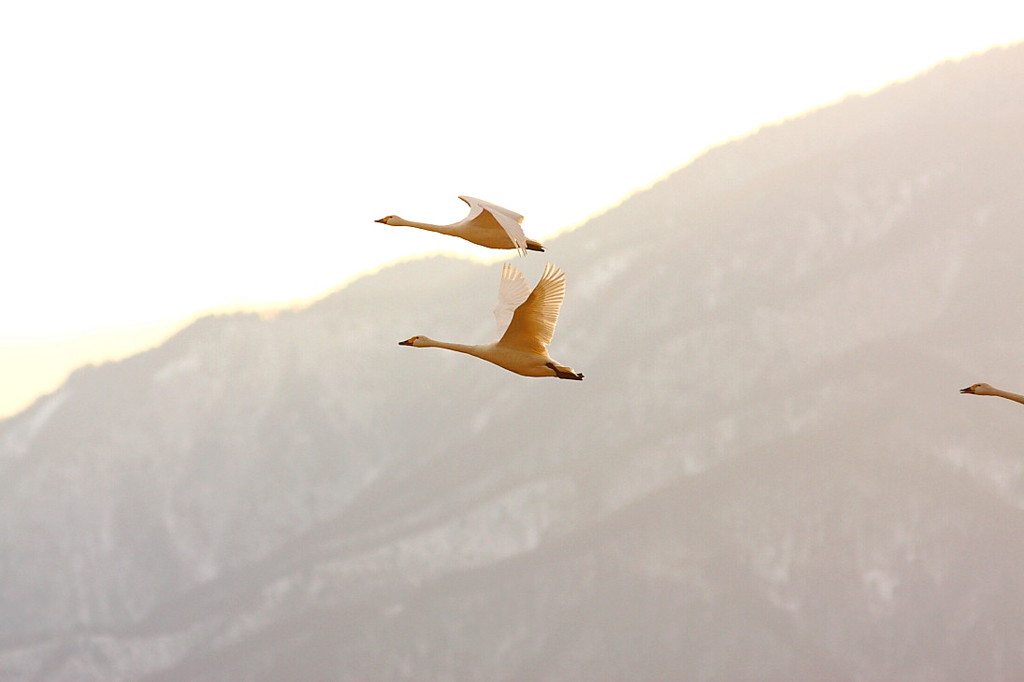 白鳥2010