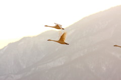 白鳥2010