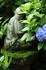 紫陽花寺