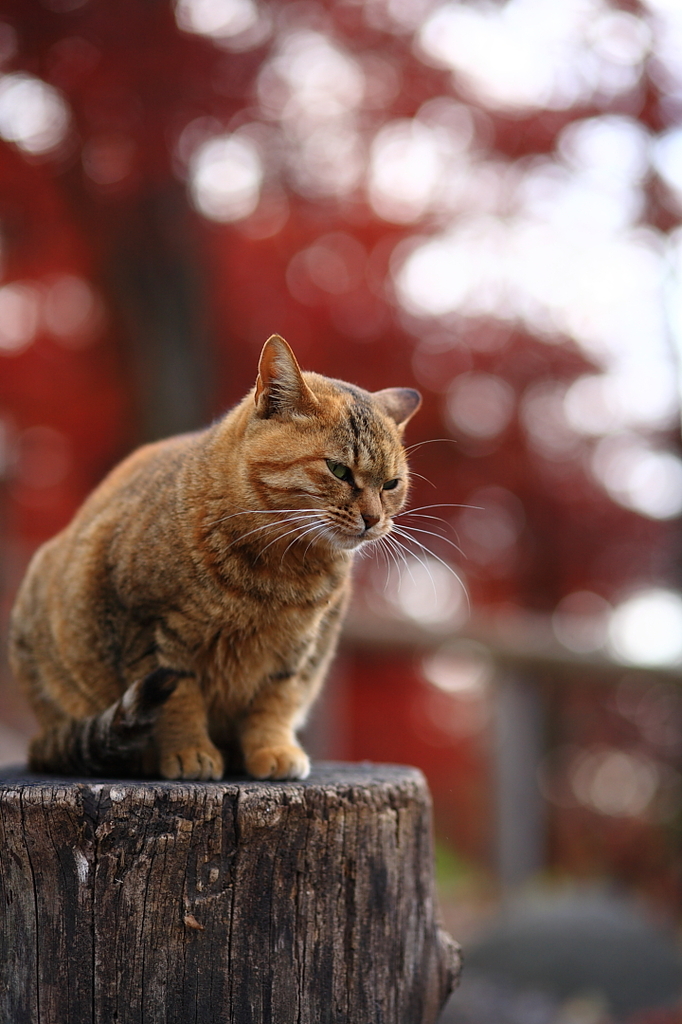安曇野にゃんこ（初冬編）