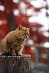 安曇野にゃんこ（初冬編）