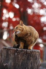 安曇野にゃんこ（初冬編）