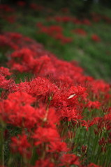 曼珠沙華の咲く道