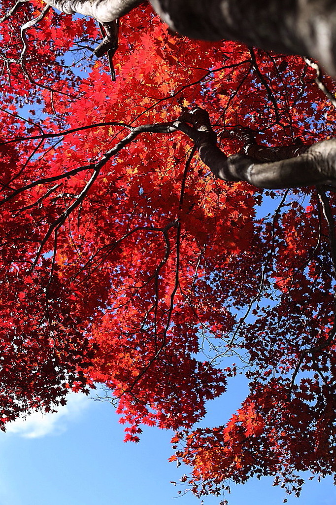 紅葉`10乗鞍編