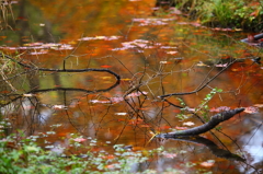 紅葉`10（高遠城址公園編）