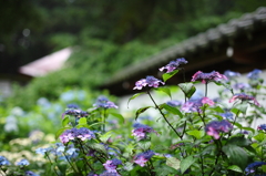 紫陽花寺