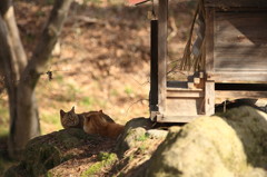 わさび田の春