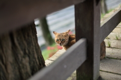 安曇野にゃんこ`10秋編