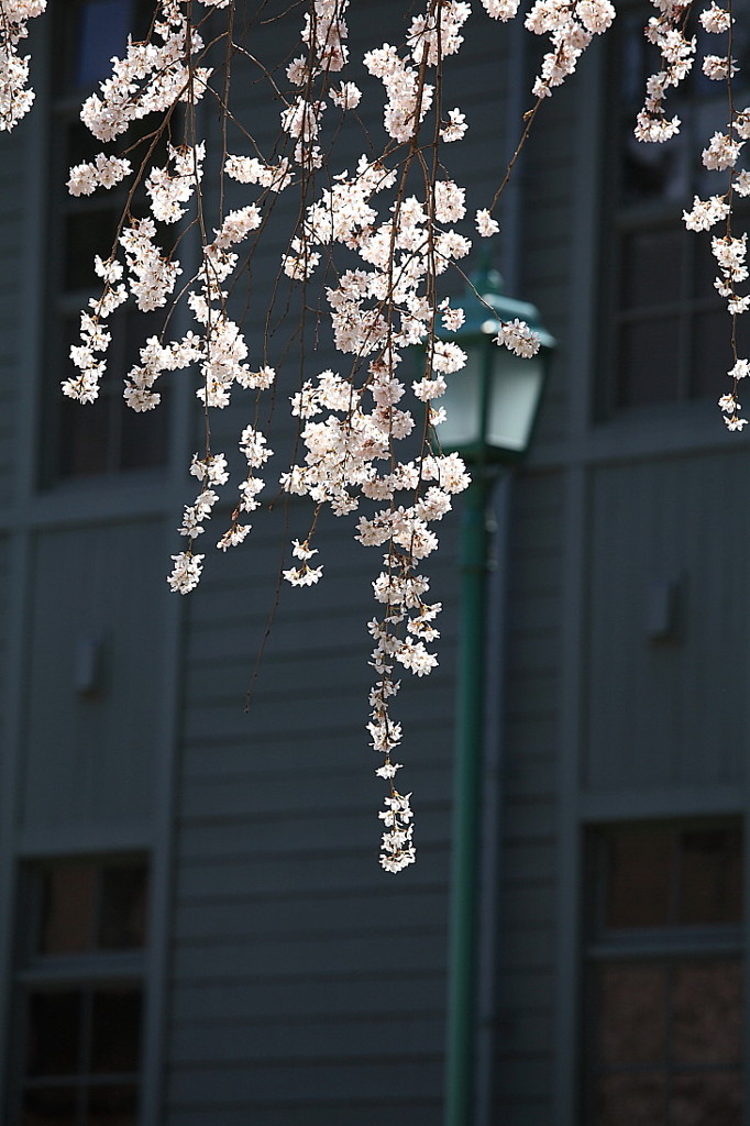 桜`１０