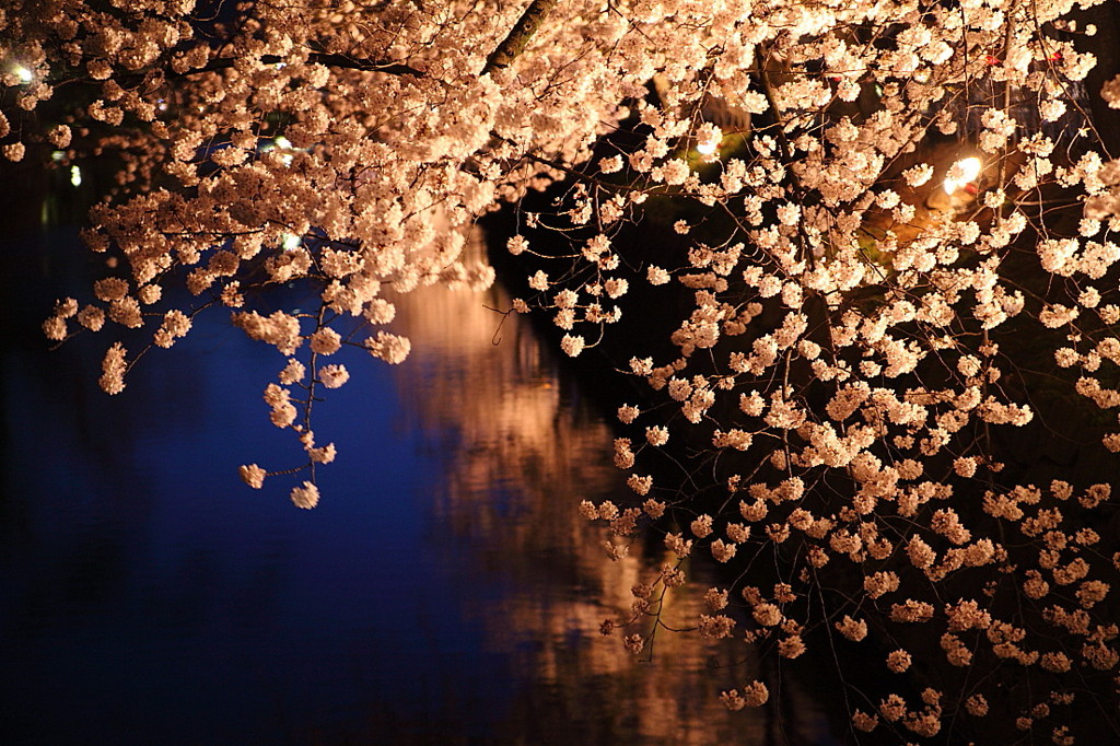桜`10（松本城　夜桜編）