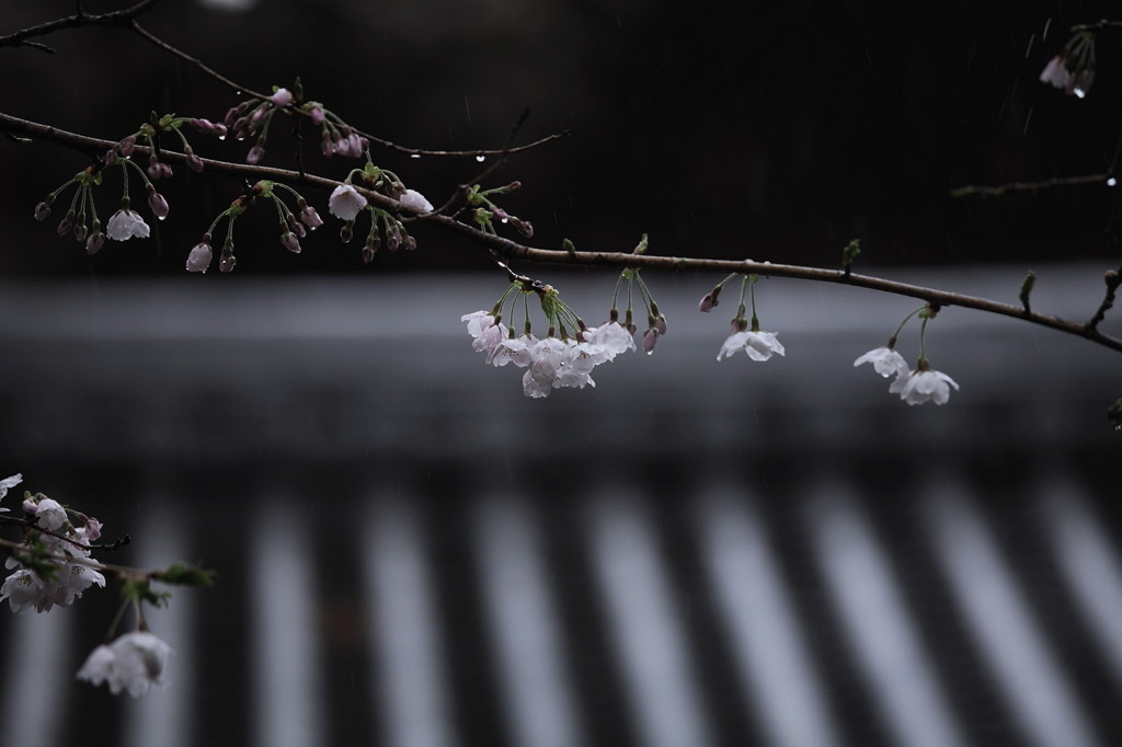 桜‘１１久遠寺編-6