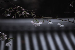 桜‘１１久遠寺編-6