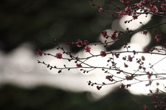 春を探して‘１１