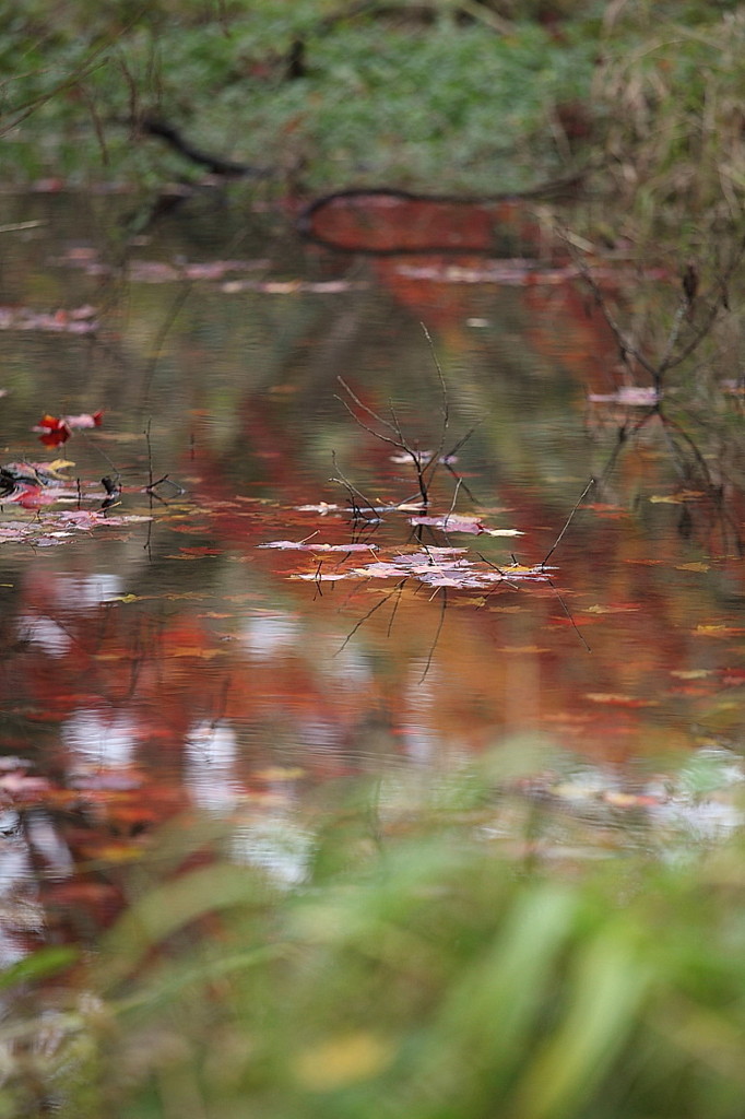 紅葉`10（高遠城址公園編）