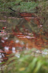 紅葉`10（高遠城址公園編）