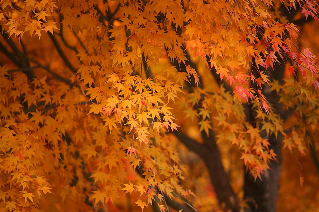 紅葉`10（もみじ湖編）