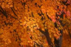 紅葉`10（もみじ湖編）